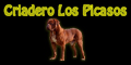 Los Picasos - Criadero Dogos de Burdeos - Bulldog Frances